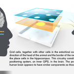 腦內GPS研究獲2014諾貝爾生醫獎