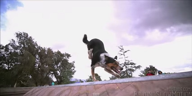 Epic Parkour Dog