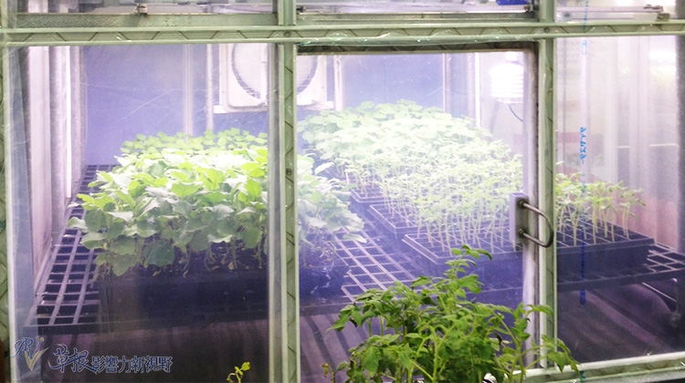 植物工廠未來潛力作物－ 中草藥