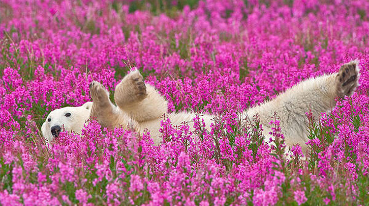 不是合成照，加拿大攝影師拍下北極熊歡樂的打滾時光