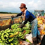 超商香蕉的全球化戰爭