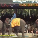 泰國大象表演實在有夠厲害