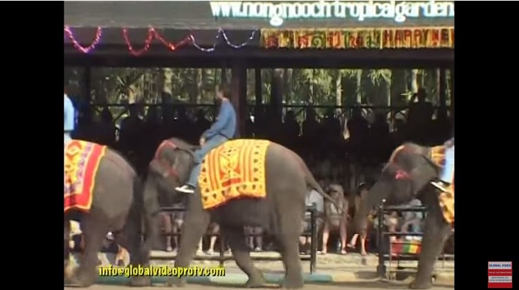 泰國大象表演實在有夠厲害