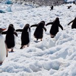 巨型冰山擱淺阻擋了覓食...南極逾15萬隻企鵝餓死