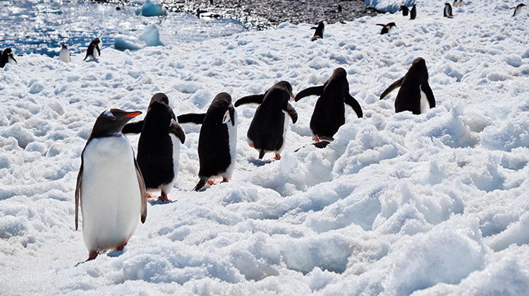 巨型冰山擱淺阻擋了覓食…南極逾15萬隻企鵝餓死