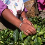 來看高達90%的茶葉有農藥殘留、全球第二大產茶國印度 如何走上有機茶葉的推動之路