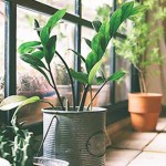 天然空氣清淨機／選對室內盆栽幫你排毒！
