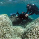 綿延2300公里的大堡礁高達9成已白化！搶救要10年超過2千億