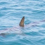 拒吃魚翅保護鯊魚免瀕臨絕種
