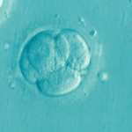 冷凍胚胎是誰的?