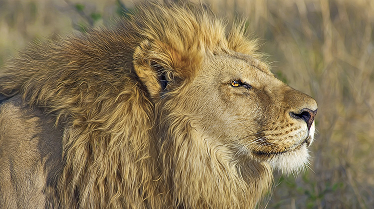 非洲獅子因人類屠殺瀕臨絕種
