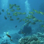 全球珊瑚礁正面臨死亡威脅