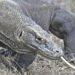 科摩多巨蜥有可能成為打擊感染的有力武器