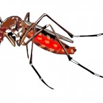 一隻蚊子可能就傳播多種病毒