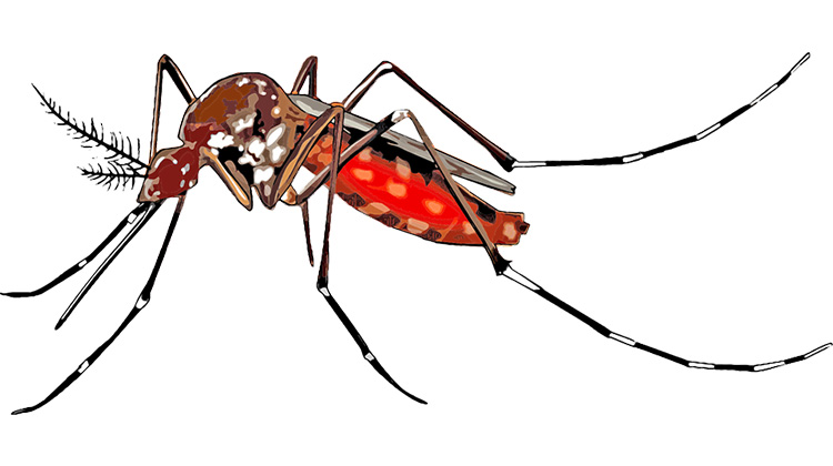 一隻蚊子可能就傳播多種病毒