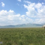 草原雙生花——俄麼塘花海、若爾蓋花湖