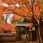 秋季到日本賞楓怎麼安排？攝影迷說「神奈川」這 5 個秘境最值回票價！