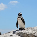 企鵝挨餓死亡南極出大問題