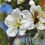 英國將禁止毒害蜜蜂之殺蟲劑