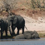 拯救西非馬利的大象