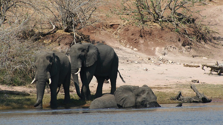 拯救西非馬利的大象