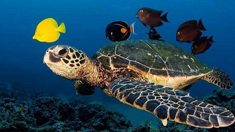 海龜冬眠的秘密:呼吸