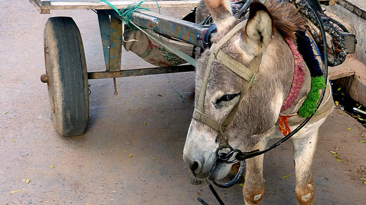 印度對驢子的懲罰-坐牢