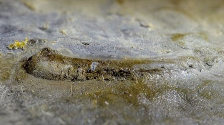 研究人員在化石中發現了“最古老的眼睛”