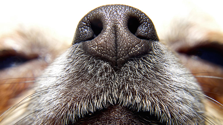能聞到癌症味道的狗狗可以廣泛用於檢測癌症嗎？