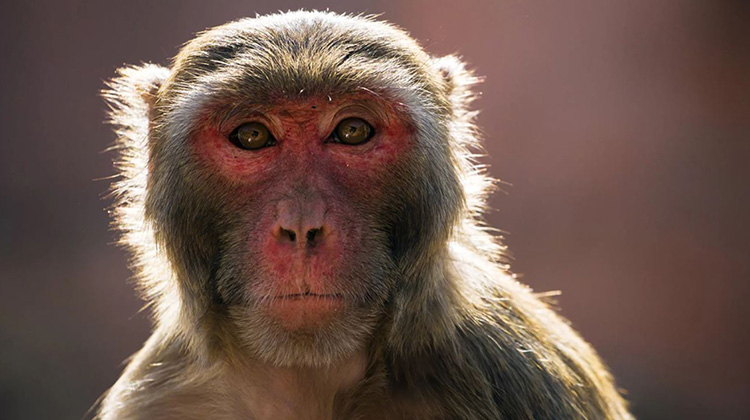 別碰猴子!佛羅里達獼猴攜帶對人類致命的病毒