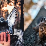 【美得像童話】超強野生動物攝影師，遇到他的動物都自動被催眠成模特兒了