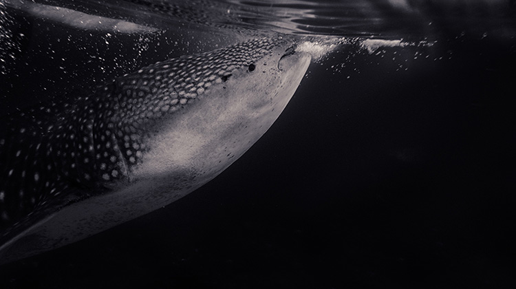 鯨魚鯊魚可能遭海洋塑料傷害