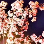 【櫻花樹下會幸福】2018 樂活夜櫻季，在台北內湖就可以賞到盛開綻放的八重櫻