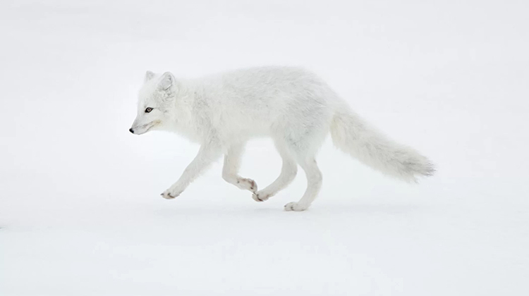 動物界的冬奧會運動健將 草根影響力新視野