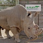 世界上最後一隻雄性犀牛也生病了