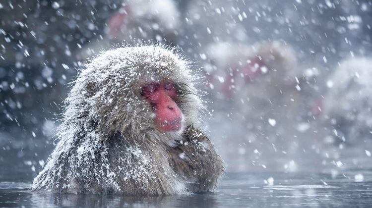科學家終於知道為什麼雪猴也喜歡泡溫泉了