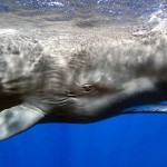 為什麼沒有比鯨魚更大的動物？