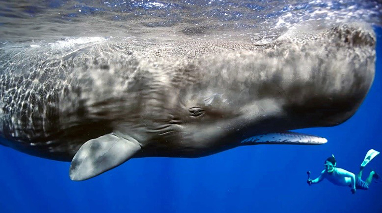 為什麼沒有比鯨魚更大的動物？