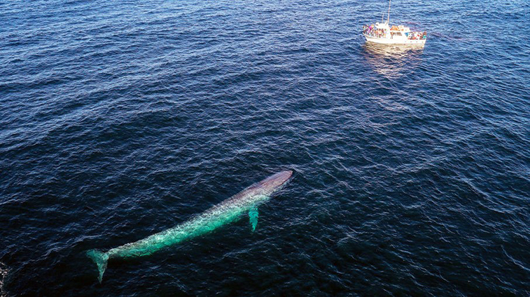 鯨魚為什麼這麼大?