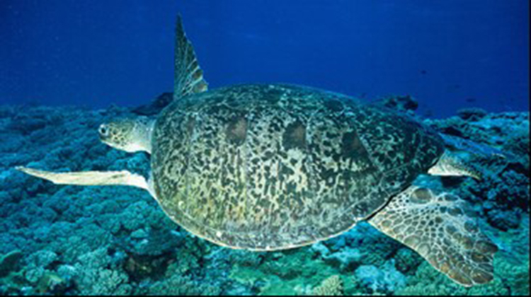 99%的大堡礁綠海龜正在孵化為雌性