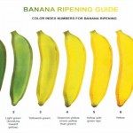香蕉顏色決定風味與保健作用