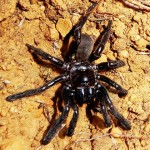 世界上最老蜘蛛去世了，你猜牠幾歲？