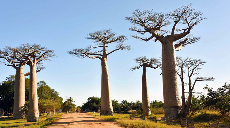 非洲最堅硬的猴麵包樹瀕臨滅絕