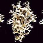 超級白珊瑚的秘密