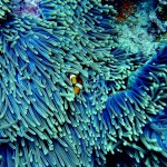 新喀裡多尼亞擴大珊瑚保護區