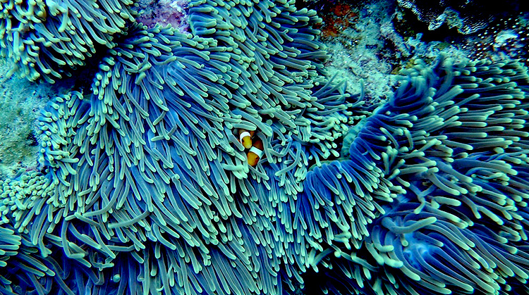 新喀裡多尼亞擴大珊瑚保護區