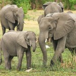 越南推廣零傷害友善大象之旅