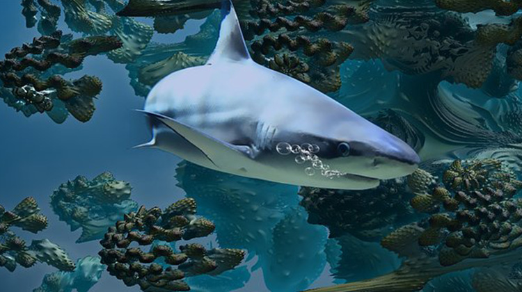 游速最快鯊魚恐面臨滅絕