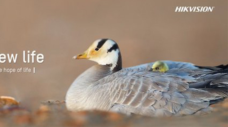 海康威視首支生態紀錄片發佈，攜手綠色江河升級斑頭雁守護