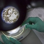 科學家呼籲建立一個全球細菌庫